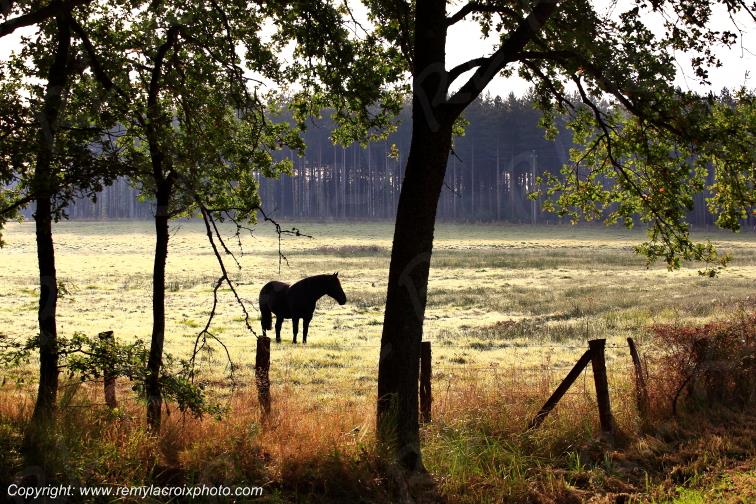 Pansarde Ingrannes for�t d'Orl�ans Loiret Centre Val de Loire France www.remylacroixphoto.com