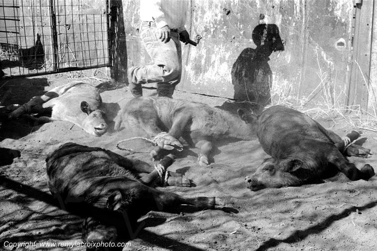 Le castrage des veaux,Big Bend,Texas,USA