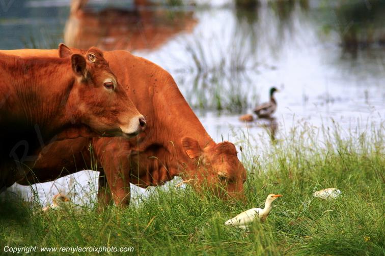 Etang de la Pierre du Rouamble parc naturel r�gional de la Brenne Indre Berry Centre Val de Loire France