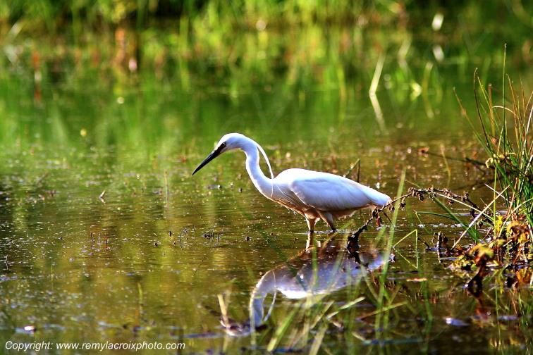 Aigrette garzette parc naturel r�gional de la Brenne Indre Berry Centre Val de Loire France
