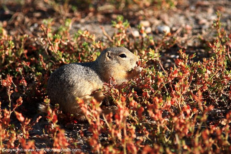 Prairie Dog Chien de Prairie Fort Union North Dakota USA www.remylacroixphoto.com