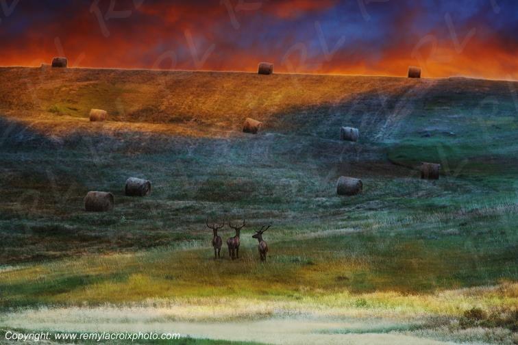 Cerfs Elk Russel National Wildlife Refuge Montana USA www.remylacroixphoto.com