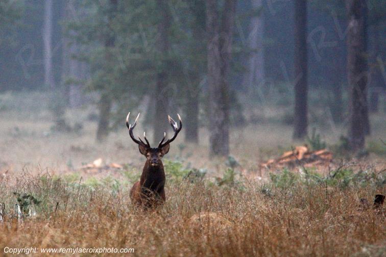 Cerf for�t de Tron�ais Allier Auvergne France