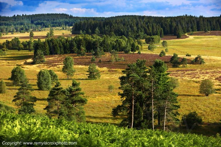 Tourbi�re du Long�roux plateau de Millevaches Corr�ze Limousin France