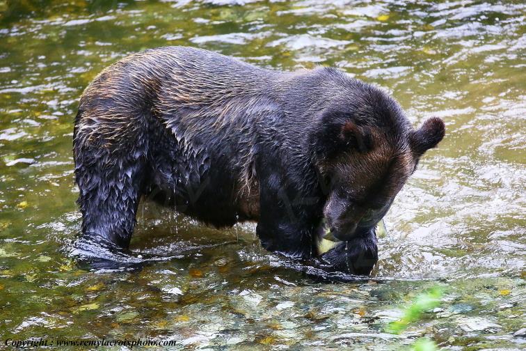 Grizzly Bear Ours Brun Fish Creek Alaska USA www.remylacroixphoto.com