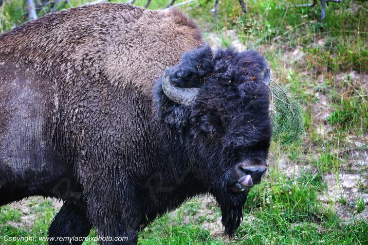 American Buffalo Bison Hayden Valley Yellowstone National Park Wyoming USA www.remylacroixphoto.com