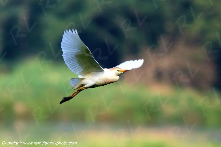 H�ron garde-bœufs parc naturel r�gional de la Brenne Indre Berry Centre Val de Loire France