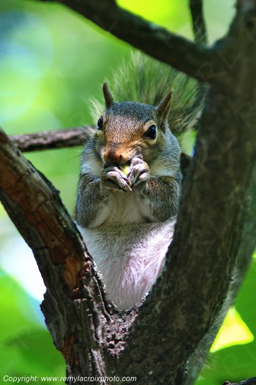 Grey Squirrel Ecureuil Gris Gettysburg Pennsylvanie Pennsylvania USA www.remylacroixphoto.com