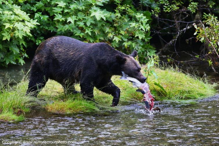 Grizzly Bear Ours Brun Fish Creek Alaska USA www.remylacroixphoto.com