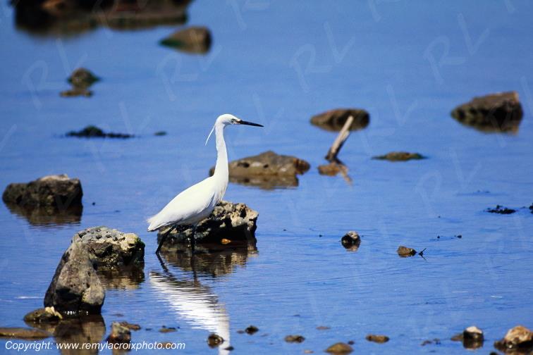 Aigrette garzette La Rochelle Charente-Maritime France www.remylacroixphoto.com
