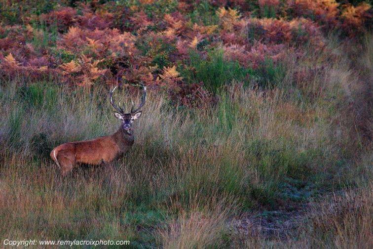 Cerf for�t de Tron�ais Allier Auvergne France