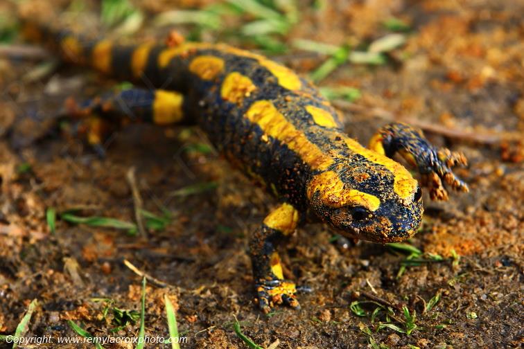 Salamandre Tachet�e Tranzault Indre Berry Centre Val de Loire France www.remylacroixphoto.com