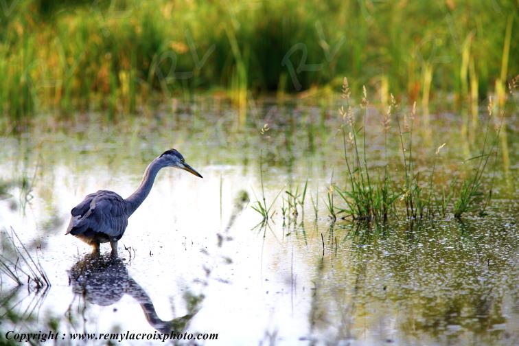 H�ron cendr� �tang de la Pierre du Rouamble parc naturel r�gional de la Brenne Indre Berry Centre Val de Loire France