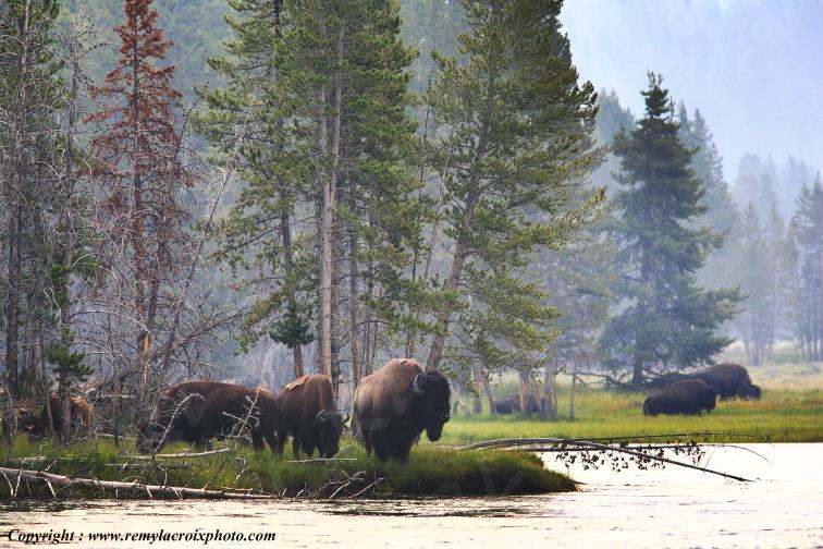 Bison d'Am�rique american buffalo Yellowstone River www.remylacroixphoto.com