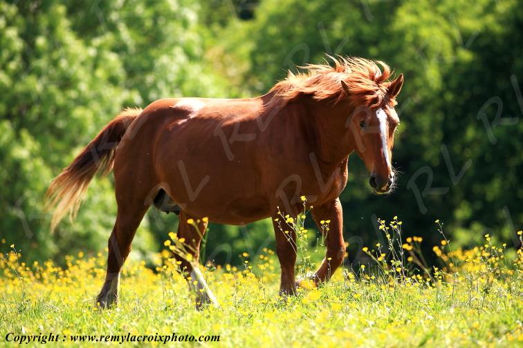 Cheval Montagne Bourbonnaise Allier Auvergne France www.remylacroixphoto.com