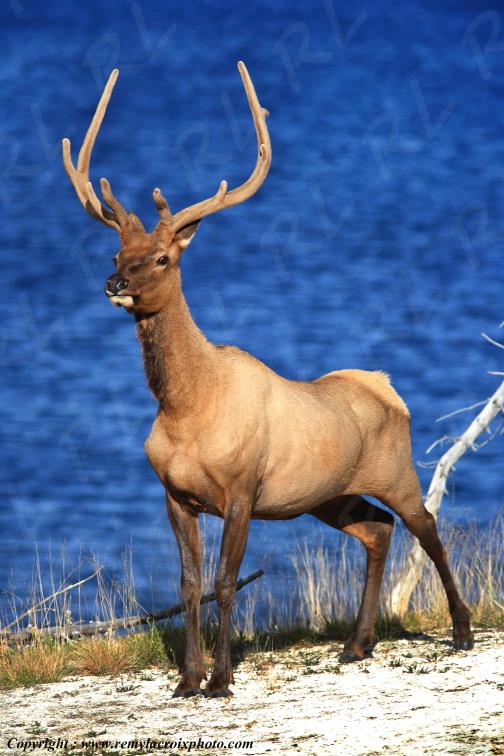 Wapiti Yellowstone National Park Wyoming USA www.remylacroixphoto.com
