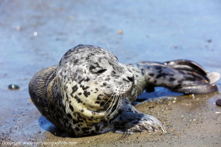 B�b� phoque commun Dungeness Wildlife Refuge Washington USA www.remylacroixphoto.com