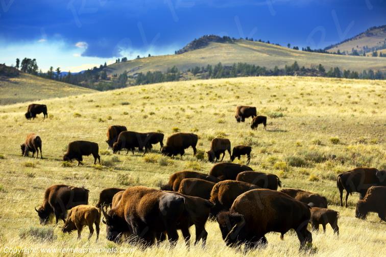 Bisons d'Am�rique american buffaloes Yellowstone National Park Wyoming USA www.remylacroixphoto.com