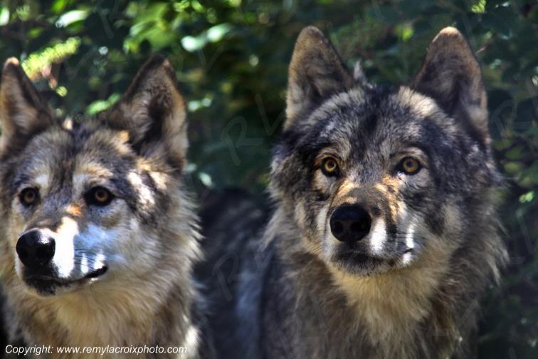 Loups du G�vaudan Loz�re Occitanie France www.remylacroixphoto.com