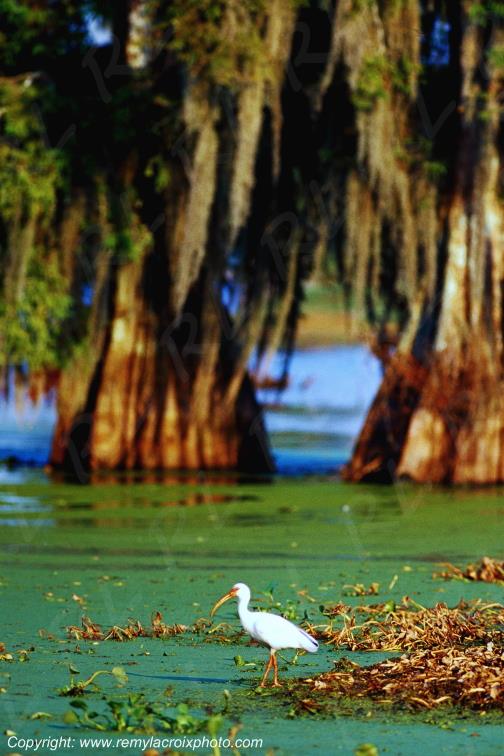 Roseate spoonbill Martin Lake Bayou Cajun Louisiane USA www.remylacroixphoto.com