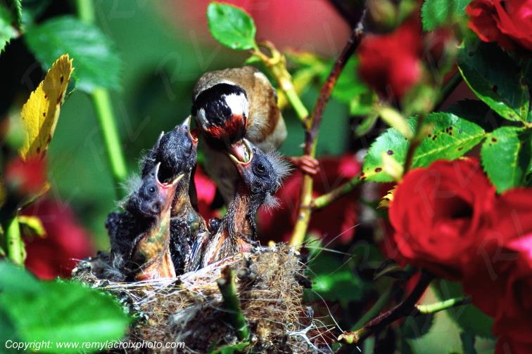 Chardonnerets �l�gants nid becqu�e europ�an goldfinch nest Champagne Berrichonne Cher Berry Centre Val de Loire France www.remylacroixphoto.com