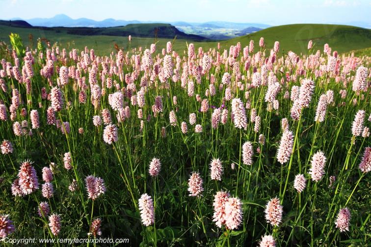 Puy de la Tache renou�es bistortes Puy de D�me Auvergne Rh�ne-Alpes France