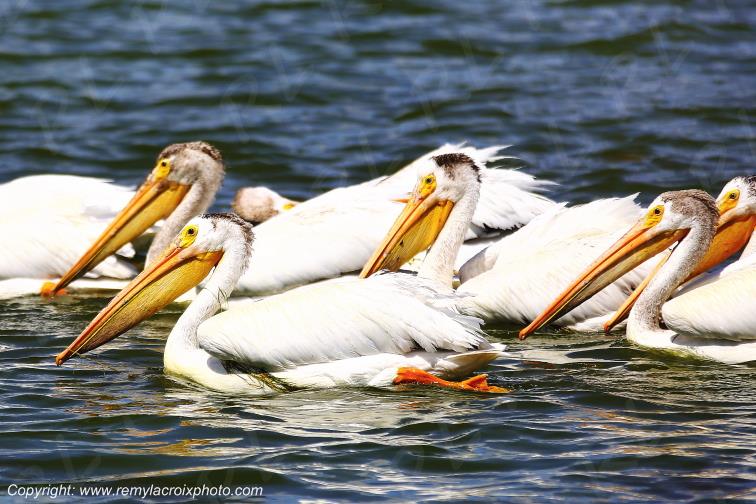 P�licans Blancs d'Am�rique Portage la Prairie Manitoba Canada www.remylacroixphoto.com