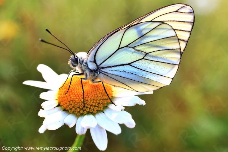 Papillon Gaz� Aporia Crataegi butinant une fleur insectes Brenne Indre Berry Val de Loire www.remylacroixphoto.com