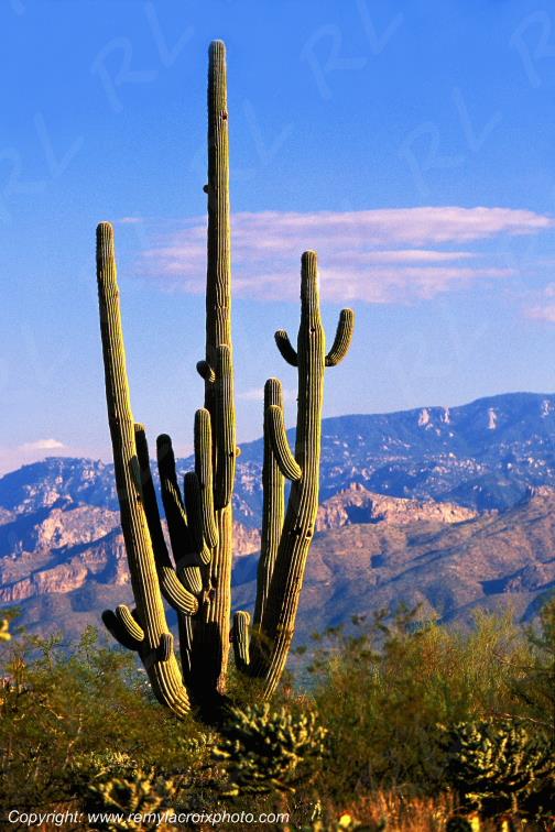 Saguaro National Monument Giant cactus Arizona USA www.remylacroixphoto.com