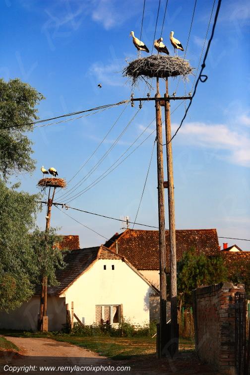 K�lked Cigognes Nid Nest Hongrie Hungary Europe Europ www.remylacroixphoto.com