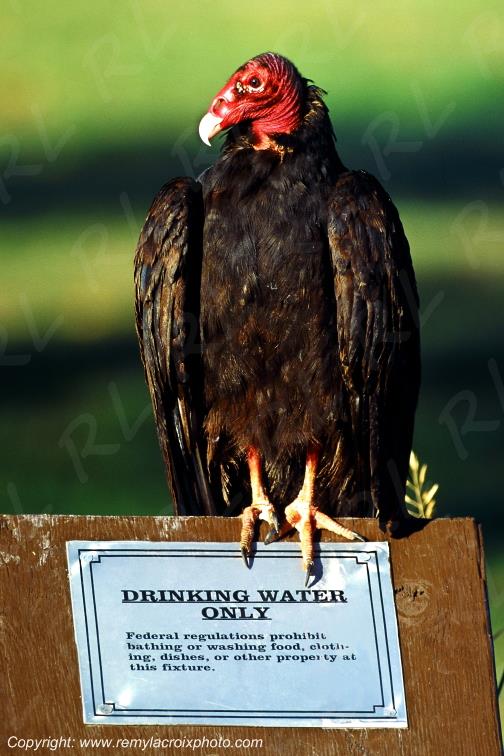 Urubu � t�te rouge vautour Rio Grande Big Bend National Park Texas USA www.remylacroixphoto.com