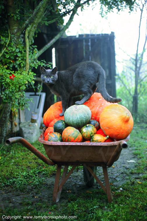 Marais de Bourges Chat Cher Berry Centre Val de Loire France www.remylacroixphoto.com