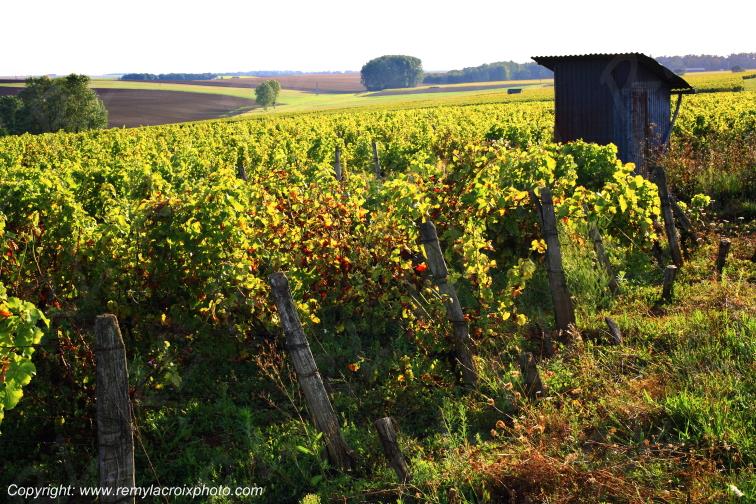 Reuilly vignoble Berry Indre Centre Val de Loire France
