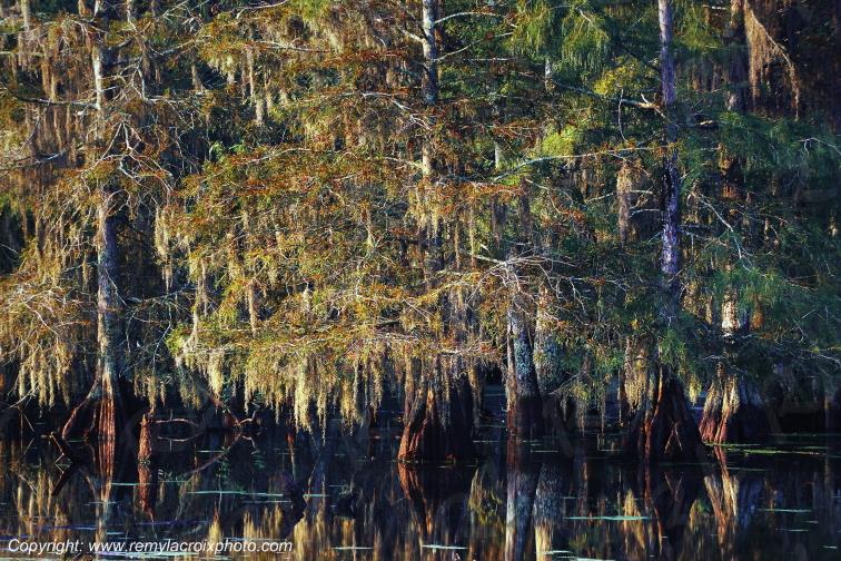 Martin Lake Bayou Cajun Louisiane USA www.remylacroixphoto.com