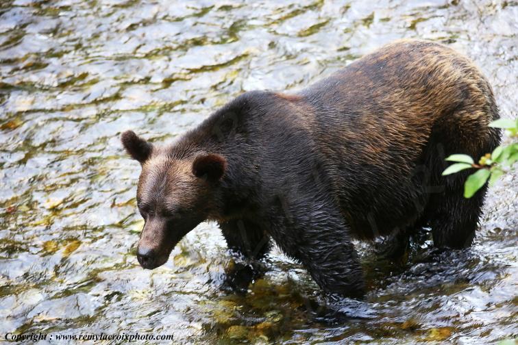 Grizzly Bear Ours Brun Fish Creek Alaska USA www.remylacroixphoto.com