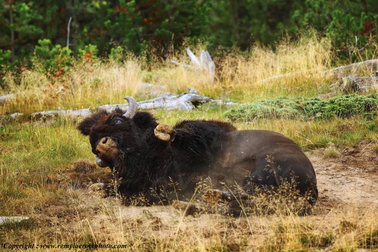 American Buffalo Bison Hayden Valley Yellowstone National Park Wyoming USA www.remylacroixphoto.com
