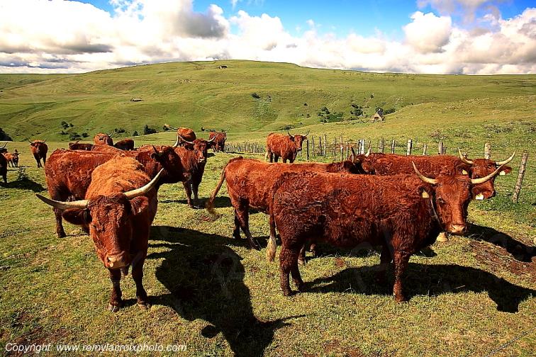 C�zallier la Terrisse vaches Salers Cantal Auvergne Rh�ne-Alpes France www.remylacroixphoto.com