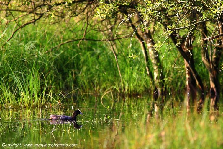 Foulque Macroule parc naturel r�gional de la Brenne Indre Berry Centre Val de Loire France