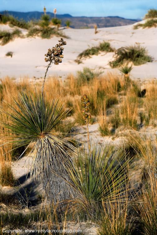 White Sands National Monument New-Mexico USA www.remylacroixphoto.com