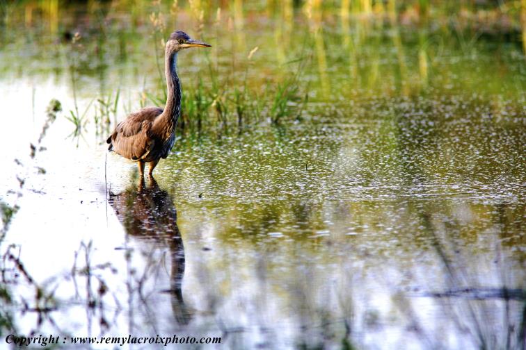 H�ron cendr� �tang de la Pierre du Rouamble parc naturel r�gional de la Brenne Indre Berry Centre Val de Loire France