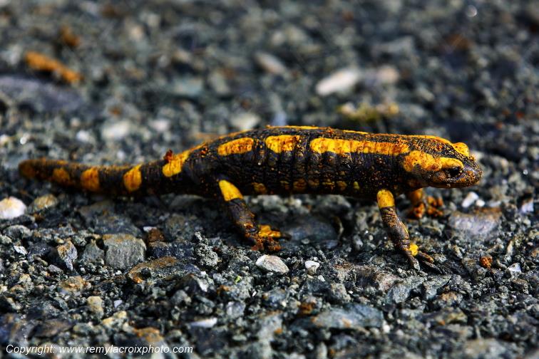 Salamandre Tachet�e Tranzault Indre Berry Centre Val de Loire France www.remylacroixphoto.com
