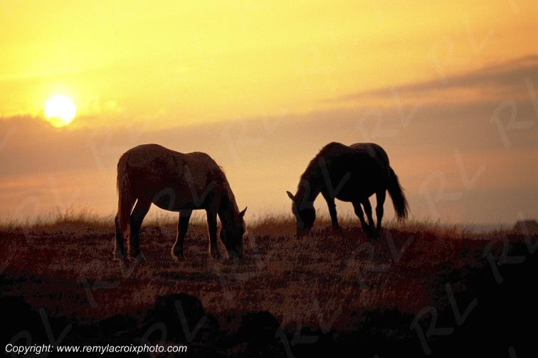 Chevaux plateau de l'Aubrac Loz�re Languedoc-Roussillon Occitanie France www.remylacroixphoto.com