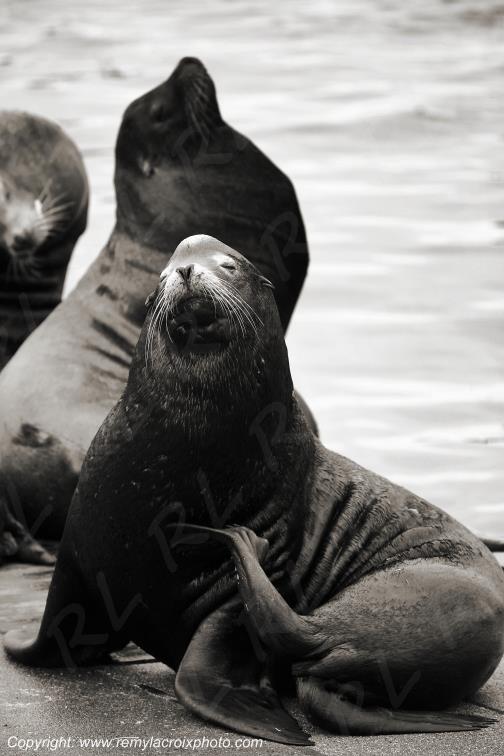 Sea Lions Astoria Columbia River Pacific Oregon USA www.remylacroixphoto.com