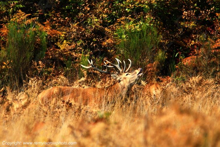 Cerf brame for�t de Tron�ais Allier Auvergne Francee