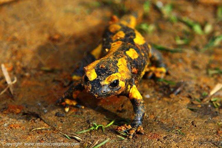 Salamandre Tachet�e Tranzault Indre Berry Centre Val de Loire France www.remylacroixphoto.com
