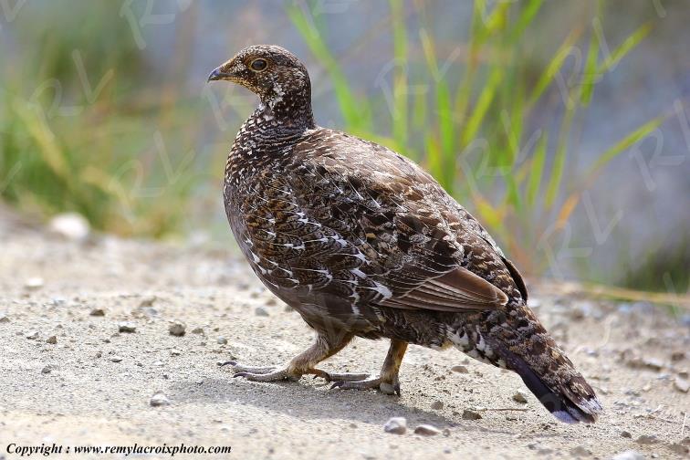 Perdrix The Hill Belle Coola British Columbia Canada