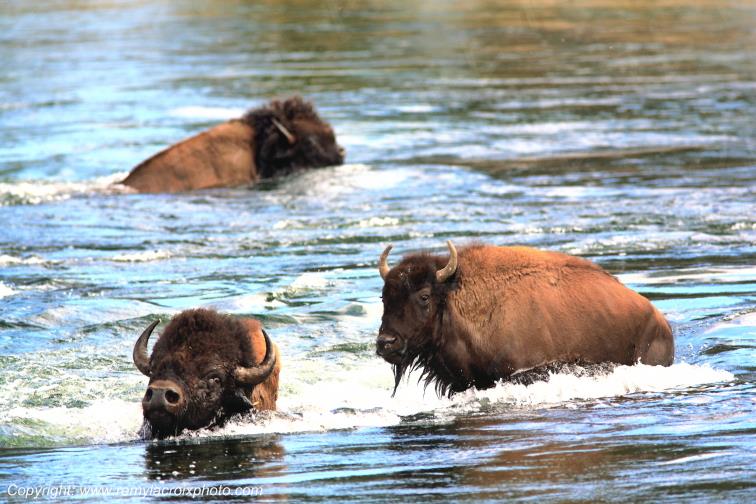 Bison d'Am�rique american buffalo Yellowstone River www.remylacroixphoto.com