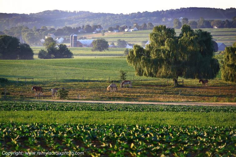 Lancaster Dutch County Amish Strasburg Pennsylvania Pennsylvanie USA ww.remylacroixphoto.com