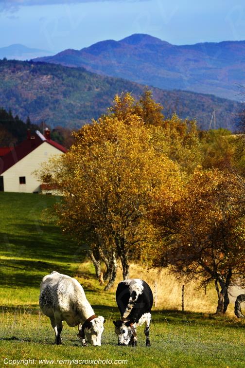 Vache vosgienne route des cr�tes Grand Ballon Haut-Rhin Alsace France www.remylacroixphoto.com