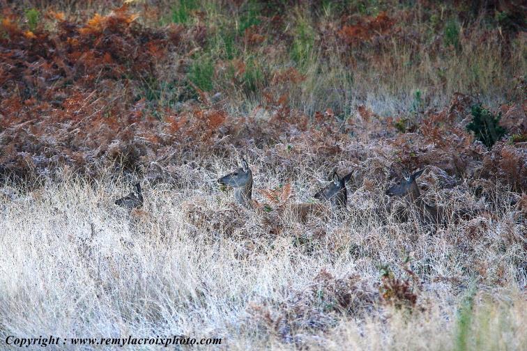 Biches for�t de Tron�ais Allier Auvergne France